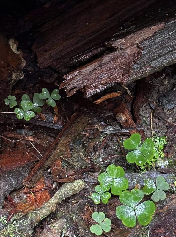 Wet redwood decay with sorrel growing in it