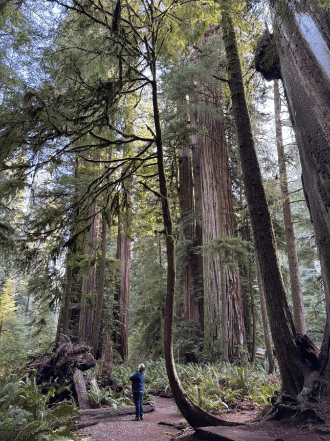HUGE trees with a human standing amid them