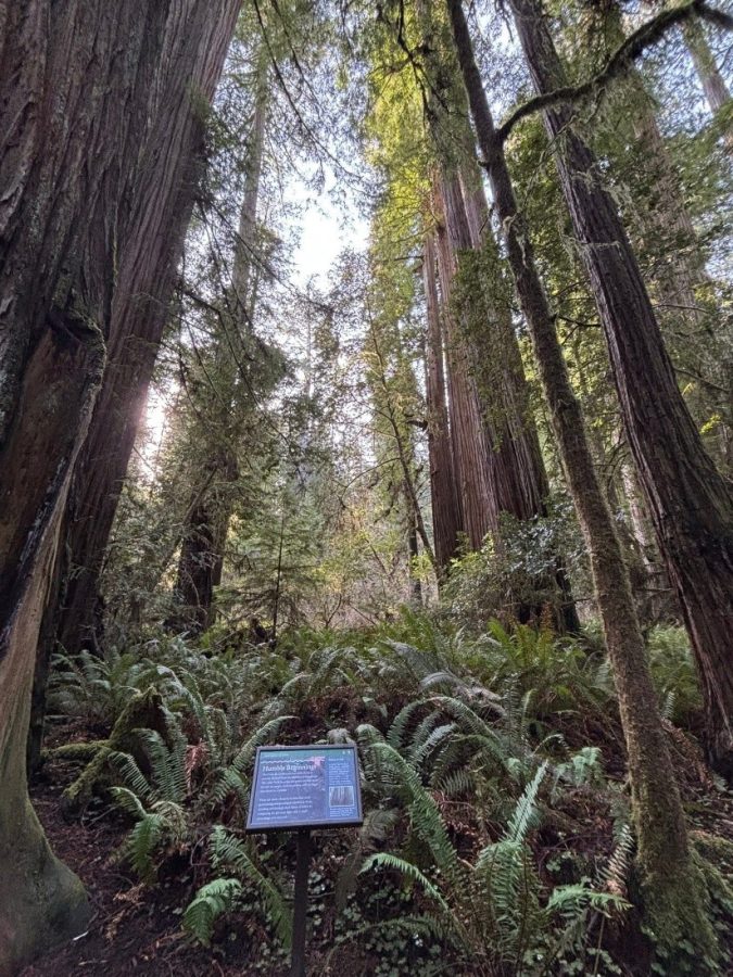 A stand of redwood trees